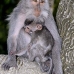 monkey_macaque_balinese_mf_ubud_v_0146_bal0146.jpg